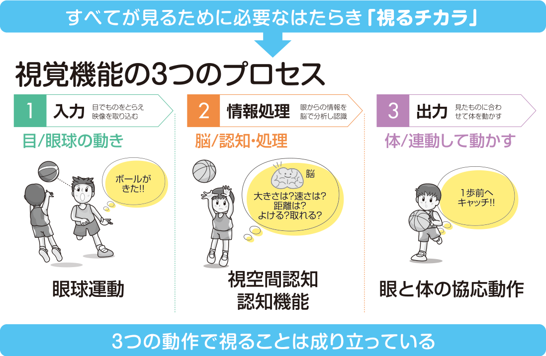 視覚機能には3つのプロセス「入力」「情報処理」「出力」があります。